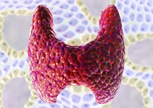 Thyroid Gland Anatomy Drucke: Thyroid follicles, artwork