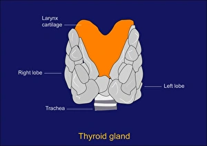 Thyroid Gland Anatomy Drucke: Thyroid gland, artwork