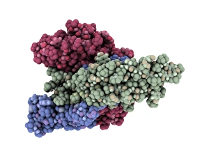Drucke von Die Thyreostimulierungs-hormonmolekül. Computermodell zeigt die Struktur eines Moleküls von der Thyreostimulationshormon (TSH) Bilder Datiert 2009 Oktober: Schilddrüsenstimulierendes Hormonmolekül
