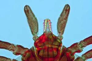 Castor Bean Tick Drucke: Tick, light micrograph