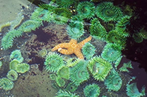 Washington State Wildlife Photos Drucke: Tide pool