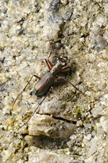 Drucke von Tigerkäfer (Heptodonta pulchella) auf dem Boden. Fotografiert in Südchina Bilder Datiert 2012 Oktober: Tigerkafer C014/4645