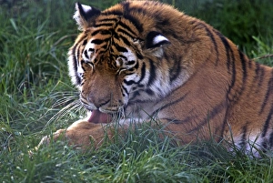 Drucke von Tigerpflege. Die Tiger (Panthera tigris) sind ursprünglich aus den Wäldern Süd- und Ostasiens heimisch Bilder Datiert 2006 Mai: Tigergroomung