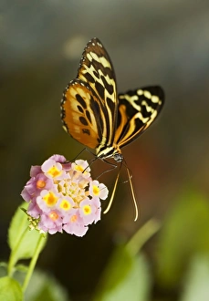 Butterfly Mimicry Examples Drucke: Tiger longwing butterfly