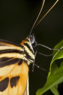 Langeflügler Tigerfalter
