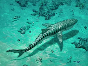 Tropical Sea Creatures Drucke: Tiger shark