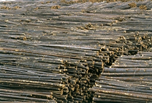 Bilder Datiert 18. Dezember 2000: Timber