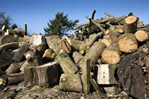 Forestry Industry Drucke: Timber yard
