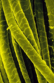 False Colour Scanning Electron Micrograph Drucke: Tinted SEM of Shetland wool from knitted pullover