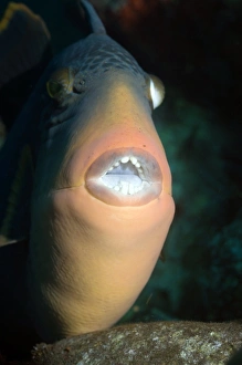 Coral Reef Fish Drucke: Titan triggerfish
