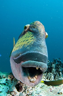 Titantragfisch