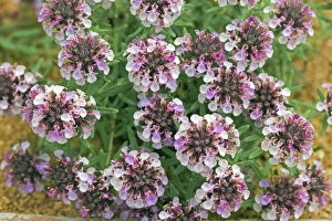 Mediterranean Flora Drucke: Tiucrium ackermannii