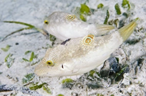 Tropical Fish Drucke: Tobies