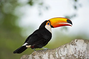 Drucke von Der Toco-Toucan im Baum steht. Der Toco-Toucan (Ramphastos toco) ist der größte Toukan und erreicht eine Länge von über 60 Zentimetern. Sein riesiger Schnabel kann bis zu 20 Zentimeter lang sein Bilder Datiert 2013 Februar: Toko der Touacan im Baum