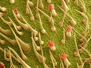 Drucke von Tomatblattoberfläche. Farbige Rasterelektronenmikroskopaufnahme (SEM) der Oberfläche eines Tomatoblatts (Lycopersicon esculentum). Sie ist mit Trichomen (rot), die Öl sechsen, und Haaren bedeckt Bilder Datiert 2007 März: Zitronenblattoberfläche unter dem Mikroskop