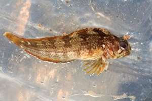 Parablennius Gattorugine Drucke: Tompot blenny