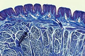 Tongue Anatomy Drucke: Tongue, light micrograph C015 / 7105