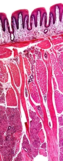Tongue Anatomy Drucke: Tongue section, light micrograph