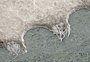 Scanning Electron Micrograph SEM Drucke: Torn postage stamp, SEM