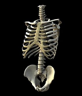 Drucke von Körperknochen. Computerart von den Knochen des menschlichen Torsoes. Die Wirbelsäule (gerade nach unten im Zentrum verlaufend) ist ein flexibler Kolonnensatz aus 26 Knochen (Würmern) Bilder Datiert 2002 Mai: Körperknochen