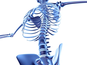 Human Skeleton Drucke: Torso bones, computer artwork