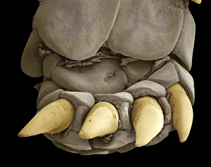 Coloured SEM Micrograph Drucke: Tortoise foot, SEM