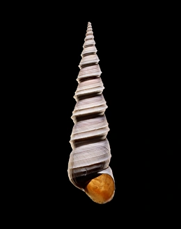 Snail Shell Morphology Drucke: Tower snail shell C019 / 1369