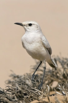 Namib Desert Wildlife Photography Drucke: Trac trac chat