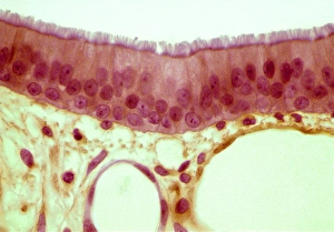 Drucke von Tracheaepithelium Bilder Datiert 2007 Dezember: Trachealepithelum, Lichtmikroskopbild