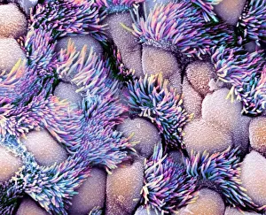 Drucke von Die Schleimhaut der Trachee, farbige Rasterelektronenmikroskopaufnahme (SEM). Die Schleimhaut der Trachee enthält Mucus-sekretierende Gobletzellen und Epithelzellen mit Haarähnlichen Cilia (blau) Bilder Datiert 2009 November: Rachenlinie, SEM