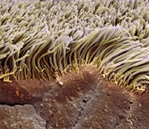 Trachea Lining SEM Drucke: Trachea lining, SEM C013 / 7119