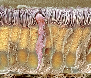 Drucke von Trachea-Linie. Farbige Rasterelektronenmikrographie (SEM) eines Querschnitts durch die Wand einer Trachea (Luftrohr). Die Trachea verbindet Larynx mit den Lungen Bilder Datiert 2012 Juli: Trachealinnung, SEM C013 / 7124