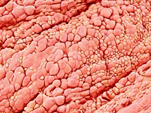 Respiratory Tract Cells Drucke: Trachea lining, SEM C015 / 9610