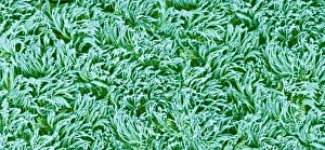 Drucke von Die Schleimhaut der Trachea. Farbige Rasterton mikroskopische Abbildung (SEM) von der Schleimhaut der Trachea (Lungenrohr). Die Trachea verbindet die Larynx mit den Lungen Bilder Datiert 2013 September: Rachenlinie, SEM C016 / 9756