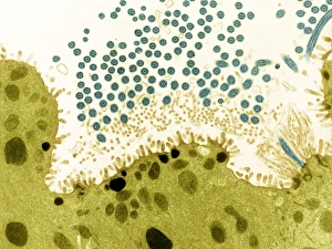 Coloured Transmission Electron Micrograph Drucke: Trachea lining, TEM
