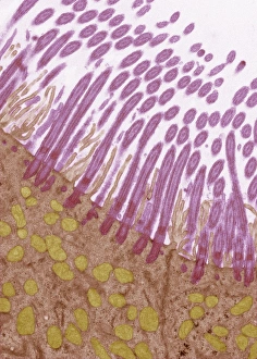 Respiratory Tract Cells Drucke: Trachea lining, TEM C014 / 1469