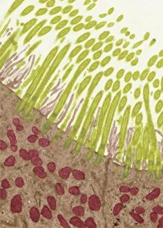 Respiratory Tract Cells Drucke: Trachea lining, TEM C014 / 1470