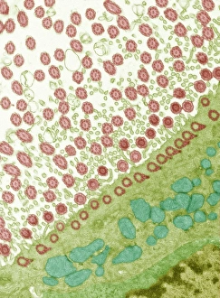 Respiratory Tract Cells Drucke: Trachea lining, TEM C014 / 1471