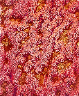 Drucke von Trachea. Farbige Rastertunnelmikroskopie (SEM) der Schleimhaut des Trachtons (Lungenrohr). Der Trachton verbindet Larynx (Stimmbox) mit den Lungen Bilder Datiert 2001 Oktober: Tracheobronchialinhaltstoffaufnahme