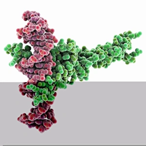 Deoxyribonucleic Acid Models Drucke: Transcription factor complexed with DNA C014 / 0870