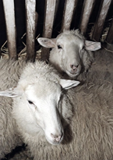 Gentechnisch vererbte Schafe