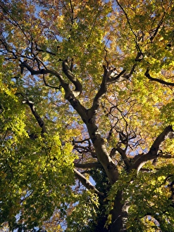 Autumn Tree Drucke: Tree in autumn