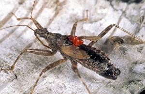European Insects Drucke: Tree damsel bug