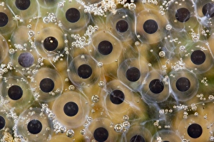 Rainforest Amphibians Drucke: Tree-frog frog spawn C013 / 8868