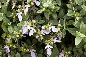 Spanish Wildflowers Drucke: Tree germander (Teucrium fruticans)
