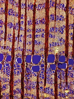 Light Micrograph Drucke: Tree growth rings, light micrograph
