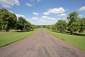 Oak Tree Images Drucke: Tree lined road