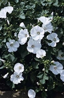 Purple Flowering Plants Outdoors Drucke: Tree mallow flowers