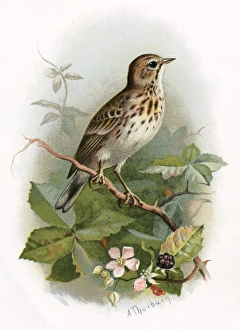 Drucke von Der Baumfischschnabel. Historische Darstellung des Baumfischschnabels (Anthus trivialis) Bilder Datiert 2004 Januar: Baumkletternschnepfe, historisches Kunstwerk