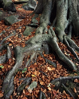 Beech Tree Roots Drucke: Tree roots of a beech tree